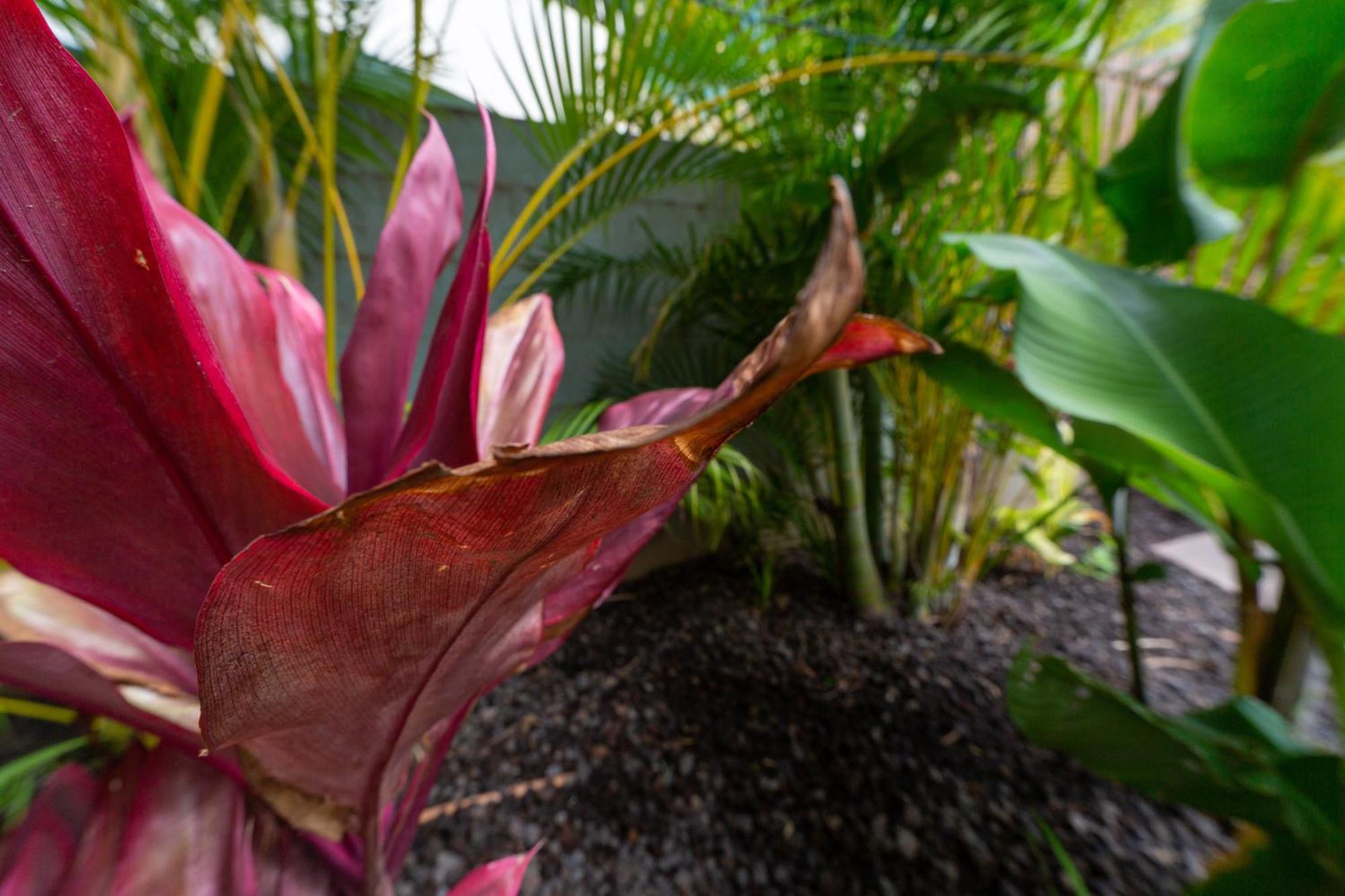 Lotus Suite, 1 Bedroom, Sleeps 4, Pool & Bbq, Pre-Renovation Summer Sale Kihei Esterno foto