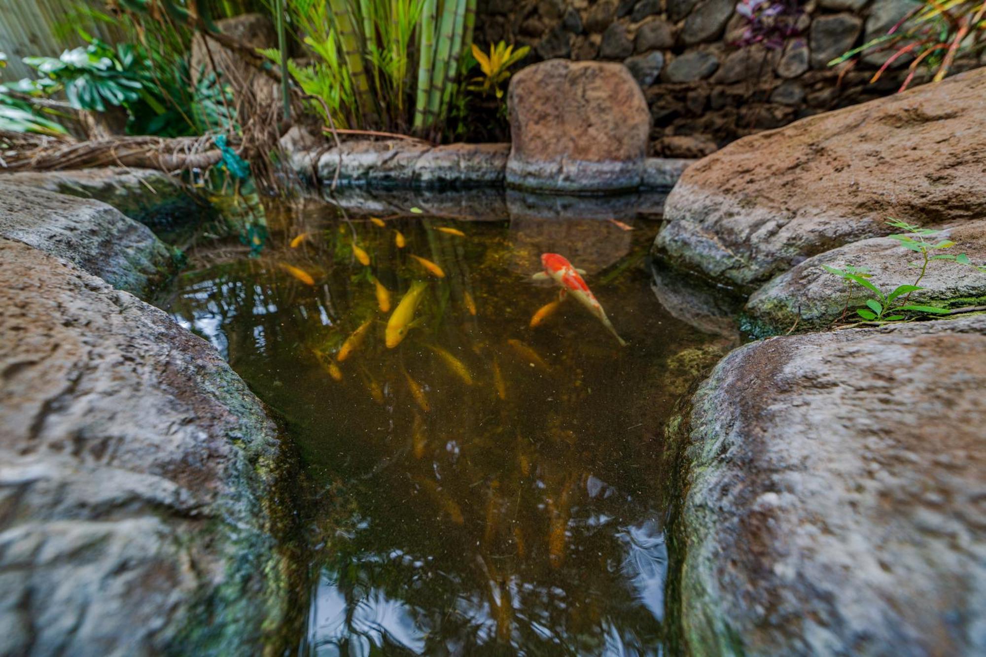 Lotus Suite, 1 Bedroom, Sleeps 4, Pool & Bbq, Pre-Renovation Summer Sale Kihei Esterno foto